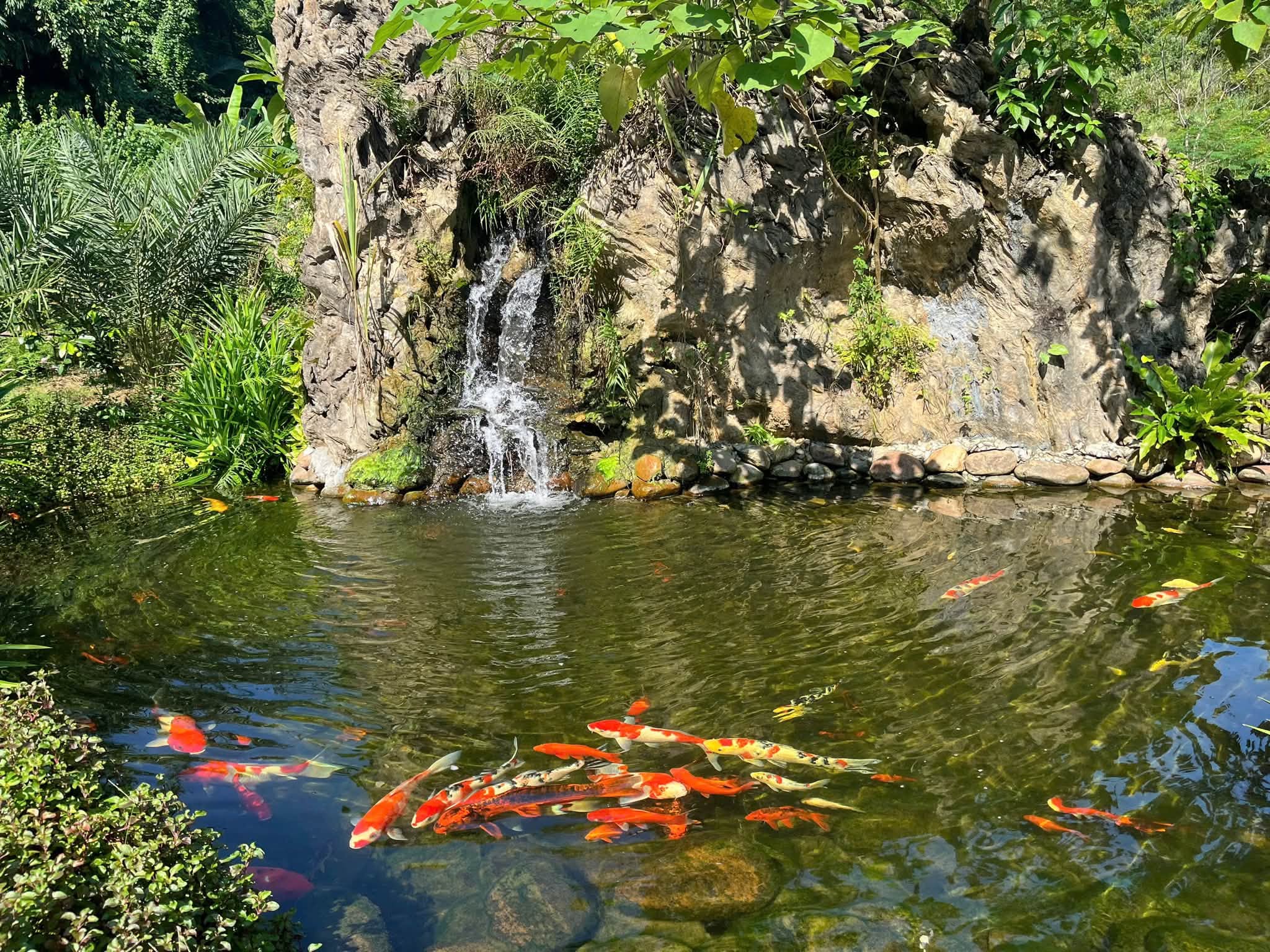 Staw z kolorowymi rybami i kaskadą